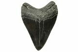 Fossil Megalodon Tooth - South Carolina #383699-1